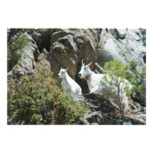 Mountain Goat & Kid - Wildlife Photography Print