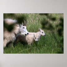 Mountain Goat Twins Print
