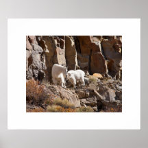 Mountain Goats Print