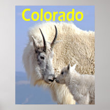 Mountain goats posters