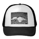 Mountain Goats Ready for Transplant on Kodiak Trucker Hat