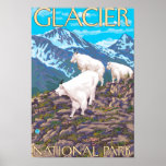 Mountain Goats Scene - Glacier National Park, Posters