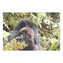Mountain Gorilla Baby (3:2 ratio) up to 60" x 40" Photograph