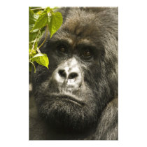 Mountain Gorilla, Gorilla beringei beringei,