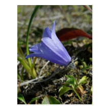 Mountain Harebell, Unalaska Island Post Card