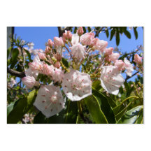 Mountain Laurel 46 ~ ATC card Business Card