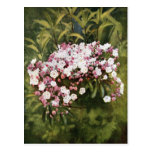Mountain Laurel Flowers Postcard