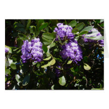 Mountain Laurel in Sunlight Greeting Card
