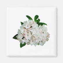 Mountain Laurel Refrigerator Magnets