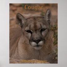 Mountain Lion 1 Poster