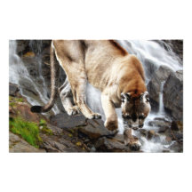 Mountain lion at the waterfall personalized stationery
