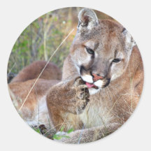 Mountain Lion - Hmmm Stickers