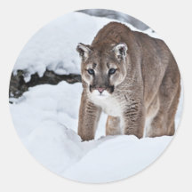 Mountain Lion in the Snow Round Stickers