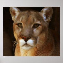 Mountain Lion Portrait Posters