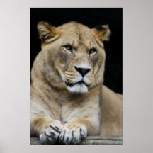Mountain Lion Print