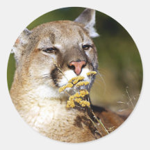 Mountain Lion - Smelling the Flowers Sticker
