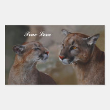 Mountain lions in love rectangular stickers