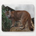 Mountain lions stance mousepads