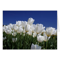 Mountain of Tulips on a perfect blue sky Cards