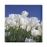 Mountain of white tulips against a blue sky refrigerator magnet