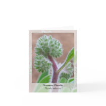 Mountain Phacelia - Native Notecard