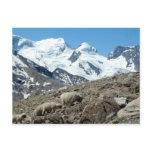 Mountain Sheep in Swiss Alps -- Postcard