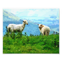 MOUNTAIN SHEEP PHOTO