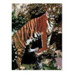 Mountain Tiger Postcard