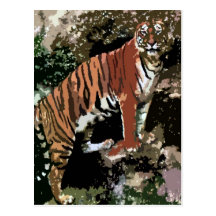 Mountain Tiger Postcard
