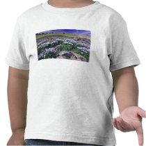 Mountains and wildflowers in alpine meadow,