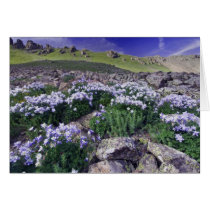 Mountains and wildflowers in alpine meadow,