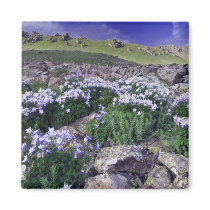 Mountains and wildflowers in alpine meadow,
