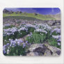 Mountains and wildflowers in alpine meadow,