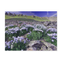 Mountains and wildflowers in alpine meadow,