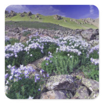 Mountains and wildflowers in alpine meadow,