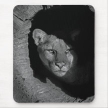 Mountian Lion in Log B/W Mousepad