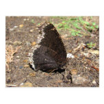Mourning Cloak Butterfly ~ postcard