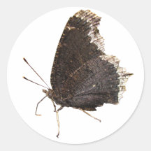 Mourning Cloak butterfly ~ sticker