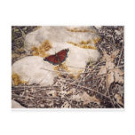 "Mourning Cloak" by Conrad Mieschke Post Card