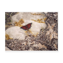 "Mourning Cloak" by Conrad Mieschke Post Card