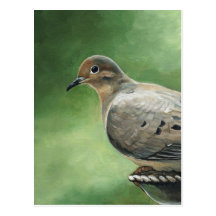 Mourning Dove Bird Art Postcard