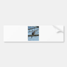 mourning dove bumper sticker