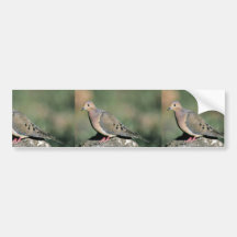 Mourning dove bumper stickers