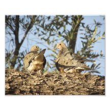 Mourning Dove Couple Photographic Print