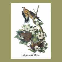 Mourning Dove, John Audubon posters