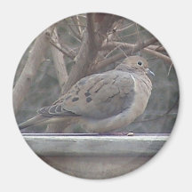 Mourning Dove Magnet