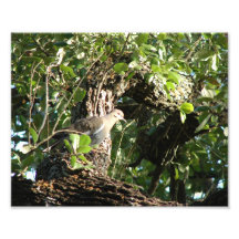 Mourning Dove, Photo