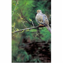 Mourning dove photo cut out