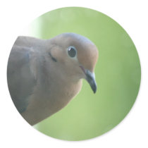 Mourning Dove Photo Sticker