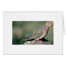 Mourning Dove Photography Greeting Cards